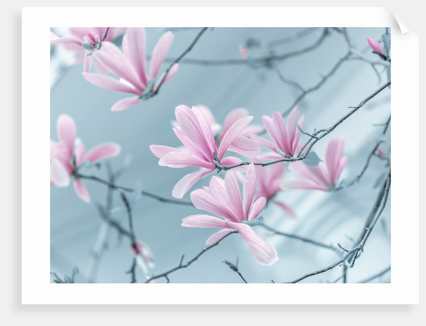 Magnolia flowers by Assaf Frank